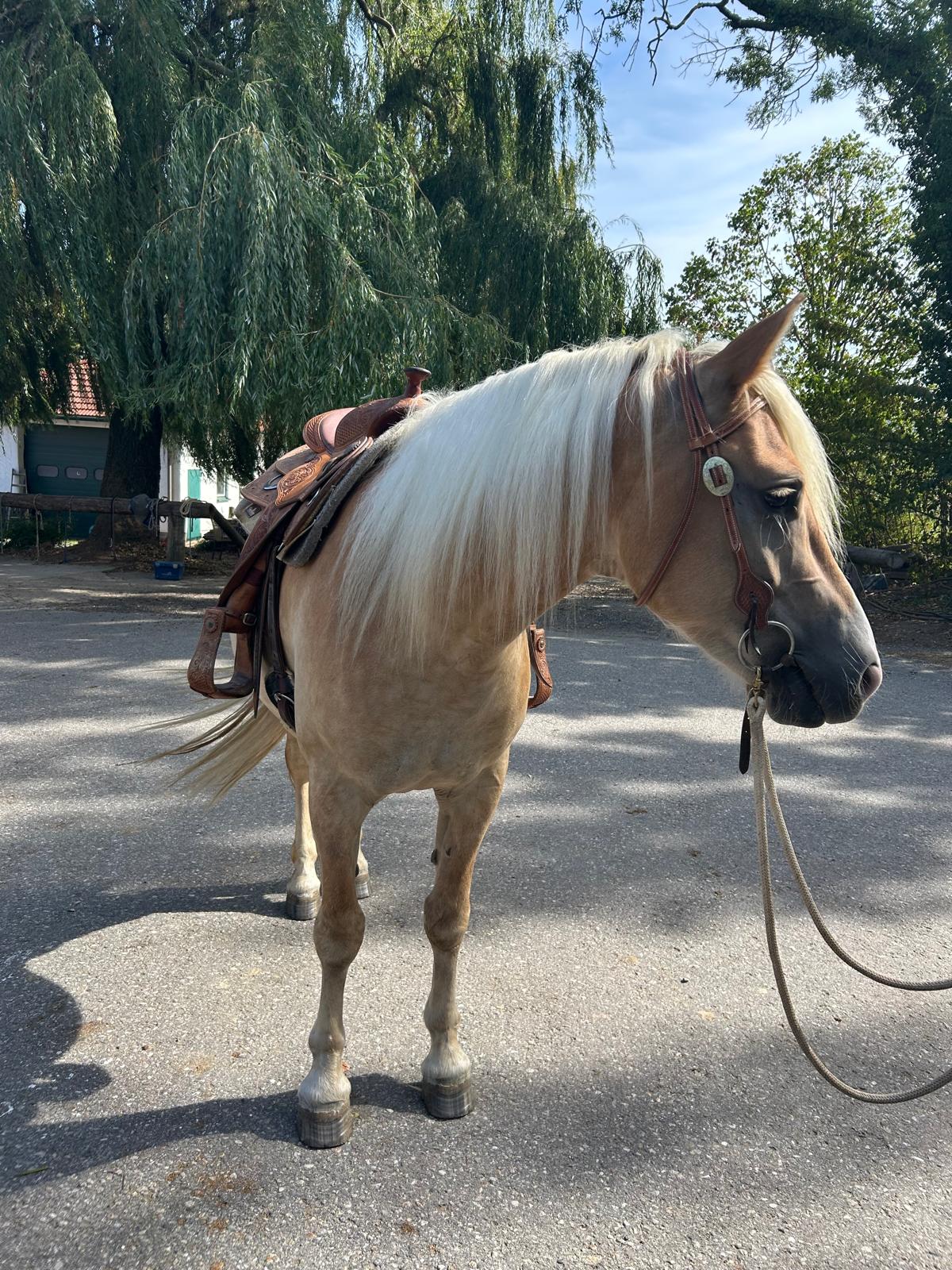 Arturo Haflinger